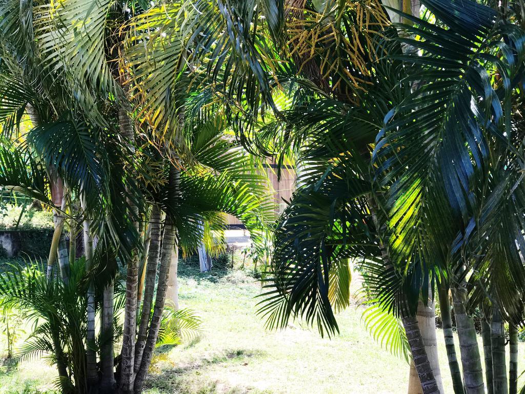 Tsunami Hostel Tamarindo Exteriér fotografie